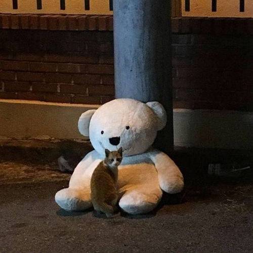 나랑 친구하자냥.jpg