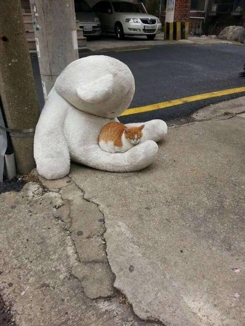 나랑 친구하자냥.jpg