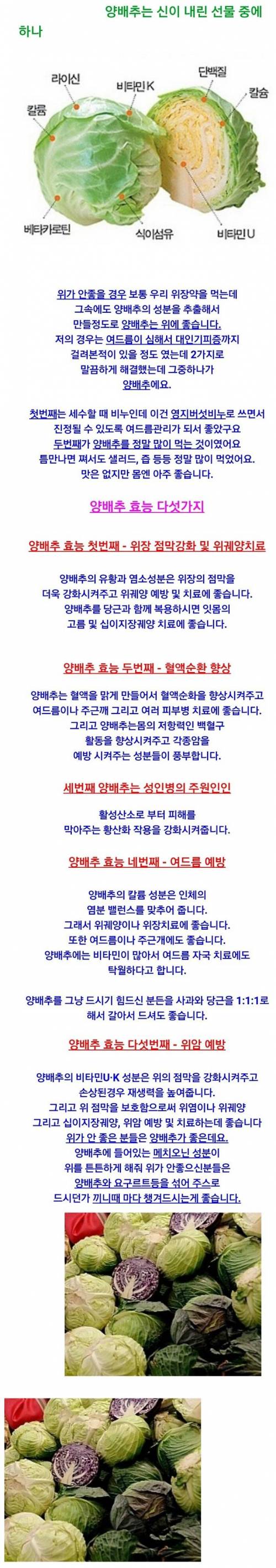양배추는 신이 내린 선물 중 하나.jpg