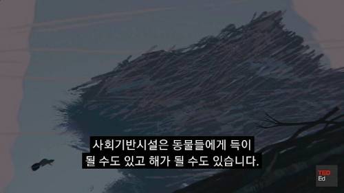 [스압] 모든 인류가 갑자기 사라진다면?.jpg