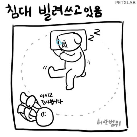 강아지 키우기 전과 후.jpg