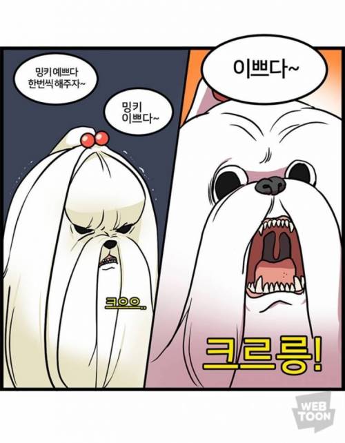 말티즈 특징.jpg