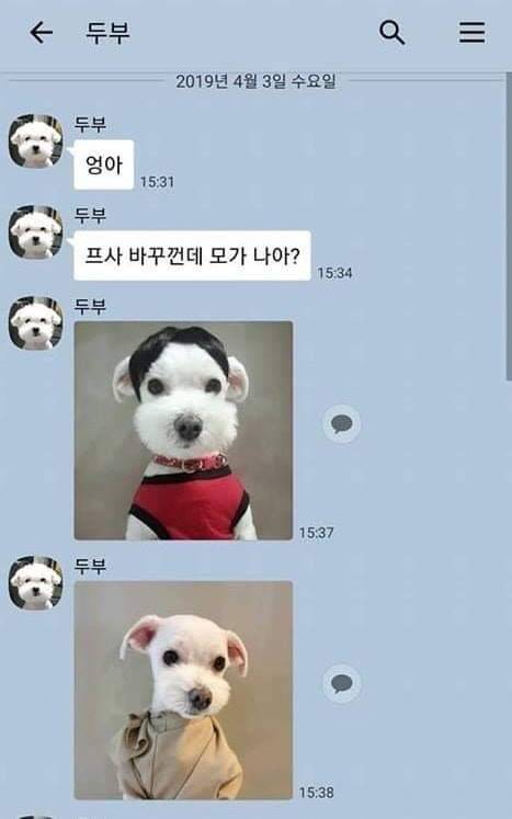 댕댕이랑 카톡할수 있다면.jpg