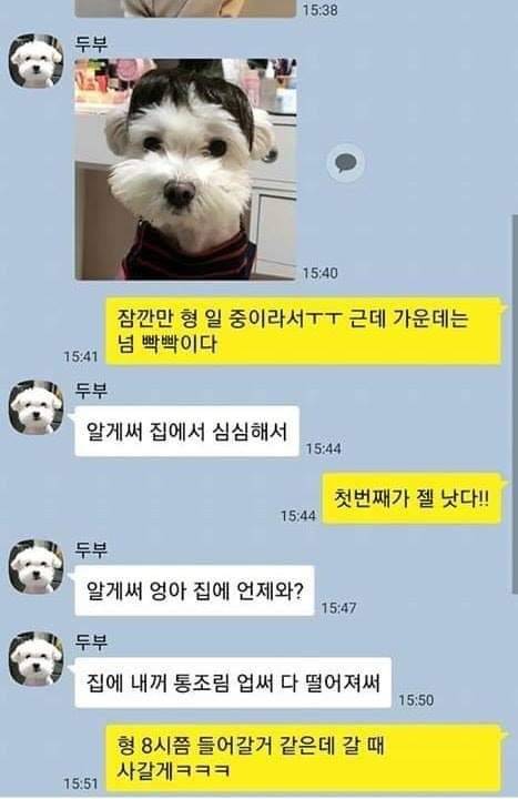 댕댕이랑 카톡할수 있다면.jpg