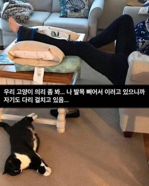 집사 따라하는 냥이.jpg