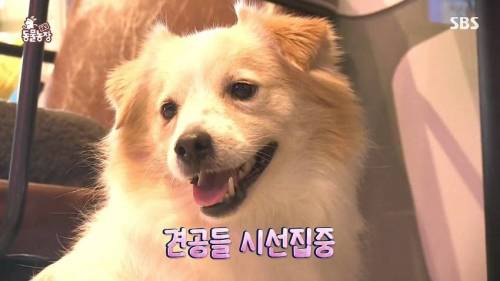 [스압] 사람처럼 자는 댕댕이.jpg