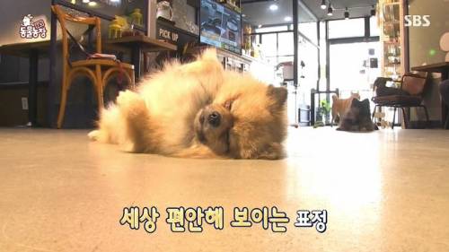 [스압] 사람처럼 자는 댕댕이.jpg
