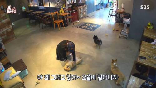 [스압] 사람처럼 자는 댕댕이.jpg