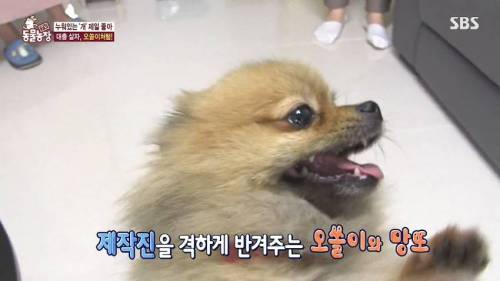 [스압] 사람처럼 자는 댕댕이.jpg