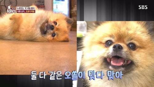 [스압] 사람처럼 자는 댕댕이.jpg