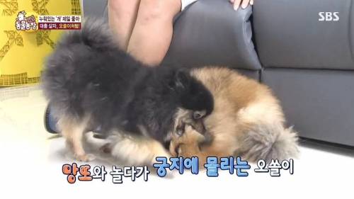 [스압] 사람처럼 자는 댕댕이.jpg