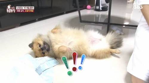 [스압] 사람처럼 자는 댕댕이.jpg