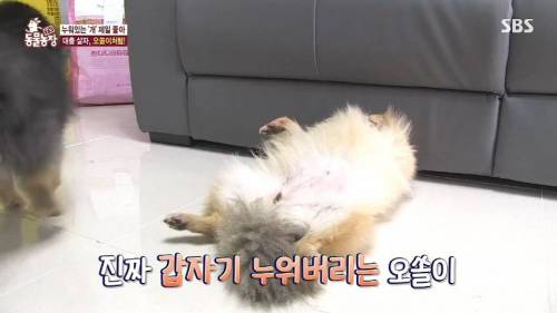 [스압] 사람처럼 자는 댕댕이.jpg