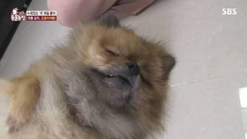 [스압] 사람처럼 자는 댕댕이.jpg
