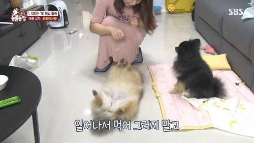 [스압] 사람처럼 자는 댕댕이.jpg