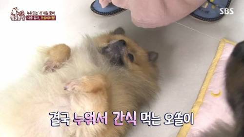 [스압] 사람처럼 자는 댕댕이.jpg