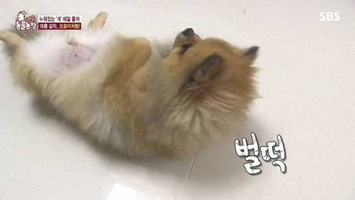 [스압] 사람처럼 자는 댕댕이.jpg
