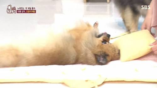 [스압] 사람처럼 자는 댕댕이.jpg