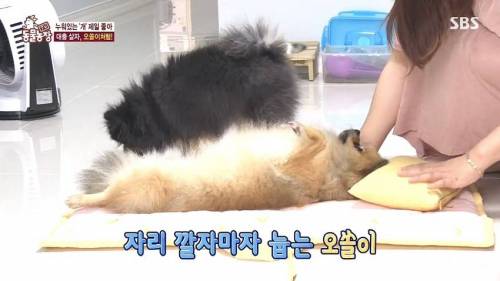 [스압] 사람처럼 자는 댕댕이.jpg