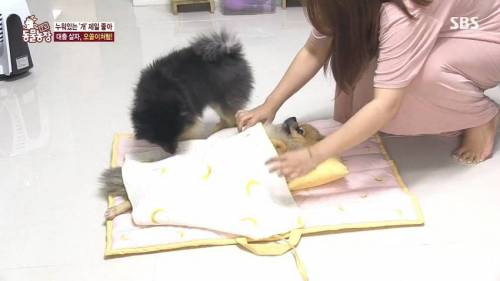 [스압] 사람처럼 자는 댕댕이.jpg