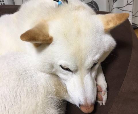 강아지털이 빨리 자랐던 이유.jpg