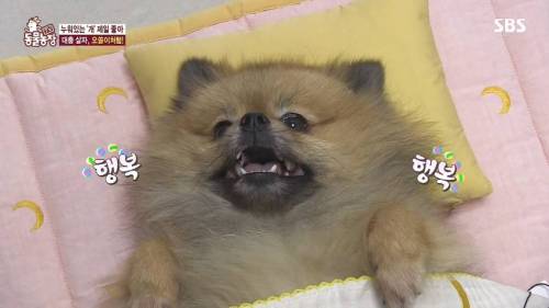 [스압] 사람처럼 자는 댕댕이.jpg