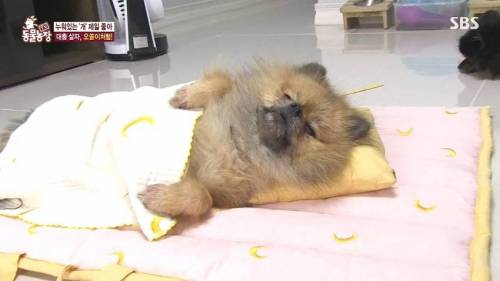 [스압] 사람처럼 자는 댕댕이.jpg