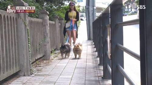 [스압] 사람처럼 자는 댕댕이.jpg