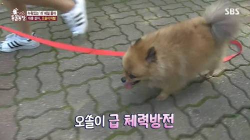 [스압] 사람처럼 자는 댕댕이.jpg