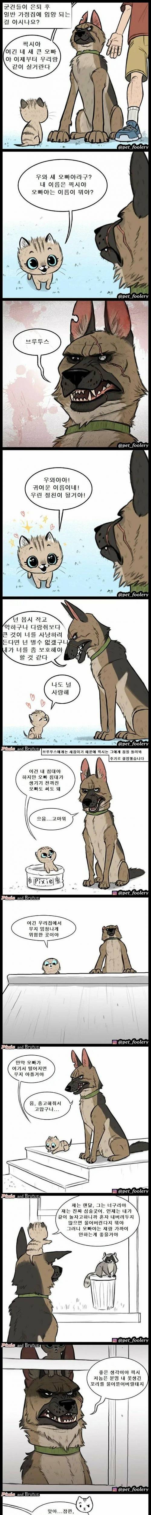 [스압] 은퇴한 군견의 삶..