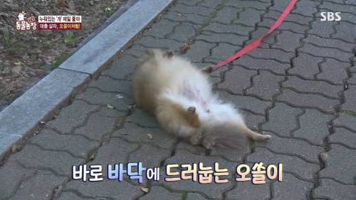 [스압] 사람처럼 자는 댕댕이.jpg