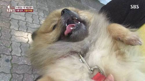 [스압] 사람처럼 자는 댕댕이.jpg