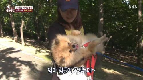 [스압] 사람처럼 자는 댕댕이.jpg