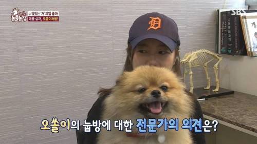 [스압] 사람처럼 자는 댕댕이.jpg