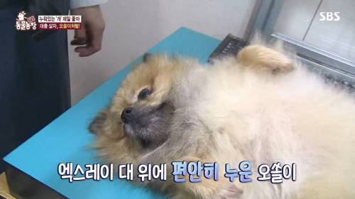 [스압] 사람처럼 자는 댕댕이.jpg