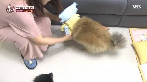 [스압] 사람처럼 자는 댕댕이.jpg