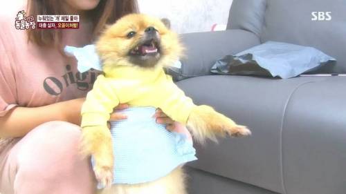 [스압] 사람처럼 자는 댕댕이.jpg