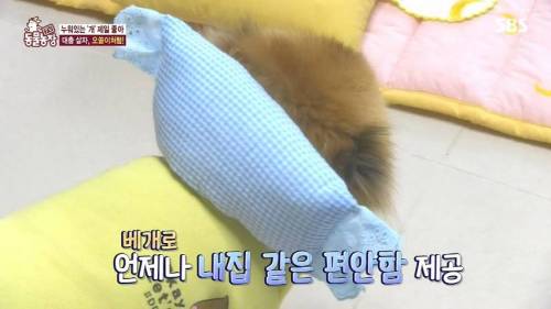 [스압] 사람처럼 자는 댕댕이.jpg