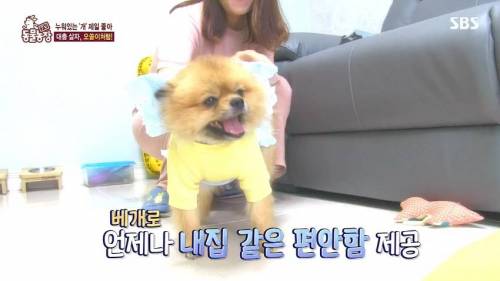 [스압] 사람처럼 자는 댕댕이.jpg