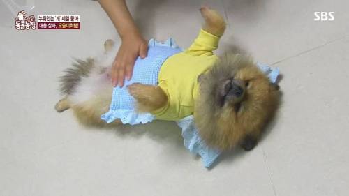 [스압] 사람처럼 자는 댕댕이.jpg