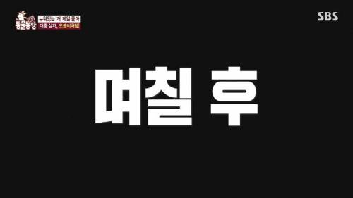 [스압] 사람처럼 자는 댕댕이.jpg