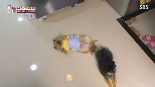 [스압] 사람처럼 자는 댕댕이.jpg
