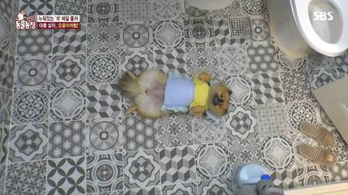 [스압] 사람처럼 자는 댕댕이.jpg