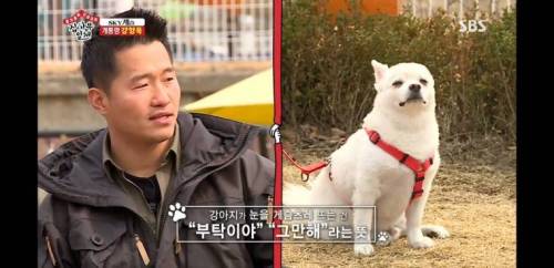 강아지가 눈을 게슴츠레 뜨는 이유.jpg