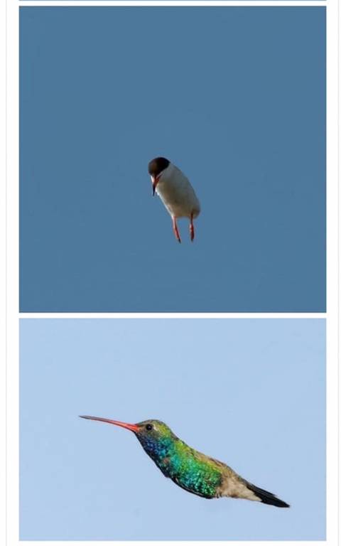 망한 새 사진 대결 jpg
