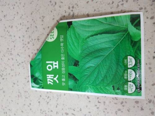 집에서 깻잎 직접 깻잎 키워 본 드루이드.jpg