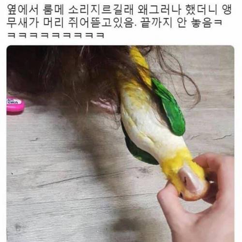 앵무새랑 머리채 잡고 싸움