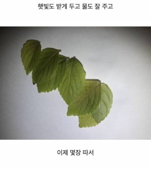 집에서 깻잎 직접 깻잎 키워 본 드루이드.jpg