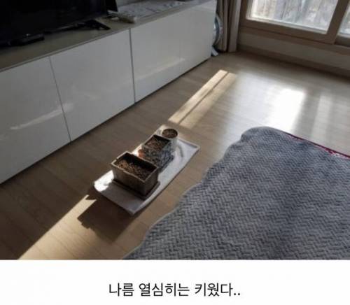 집에서 깻잎 직접 깻잎 키워 본 드루이드.jpg