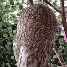 올빼미 180도 회전.gif